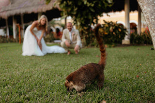 Photograph of bride and groom watching an animal at their wedding ceremony