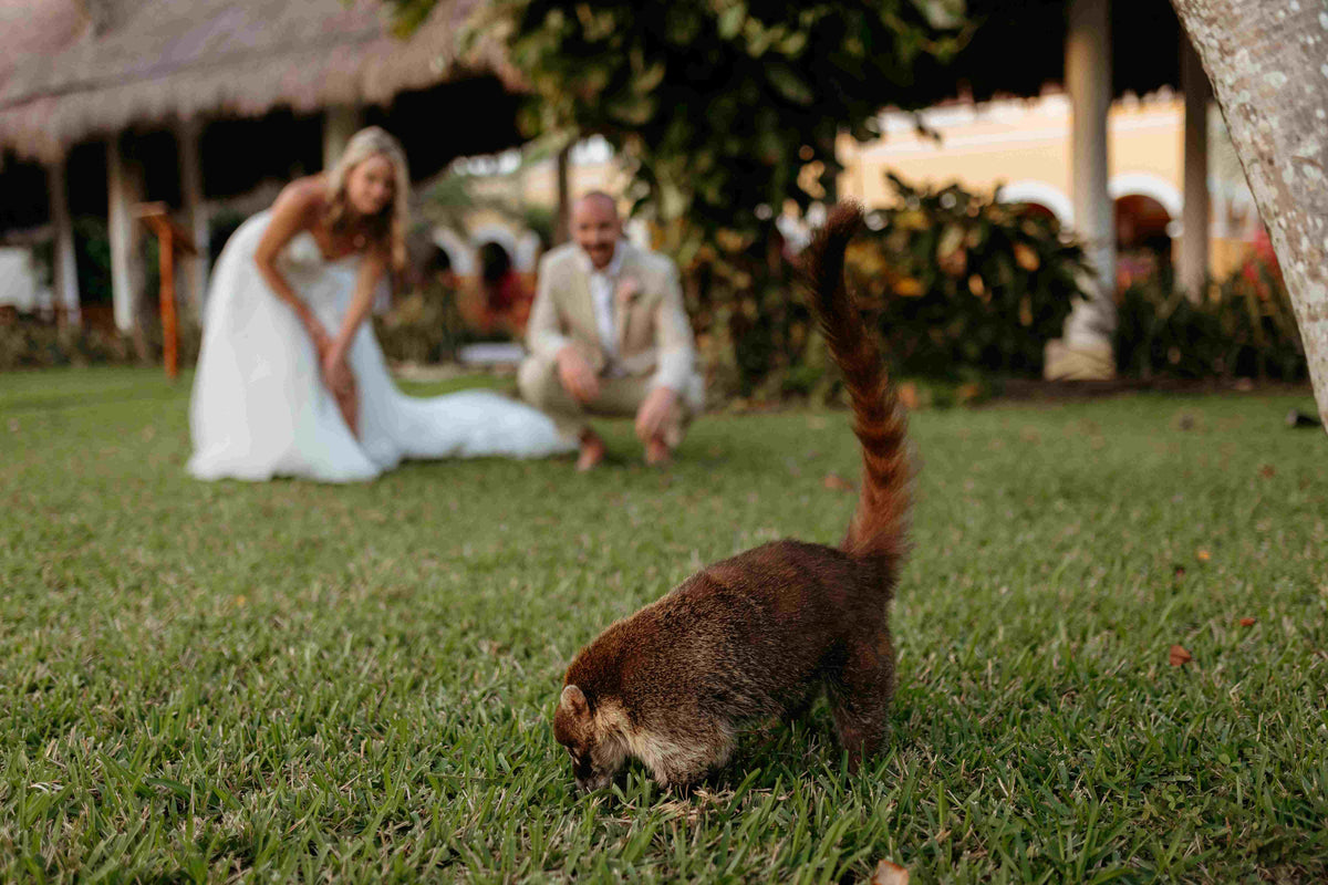 Photograph of bride and groom watching an animal at their wedding ceremony